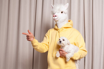 Creative lama person holding little white dog and pointing finger on beige studio wall background