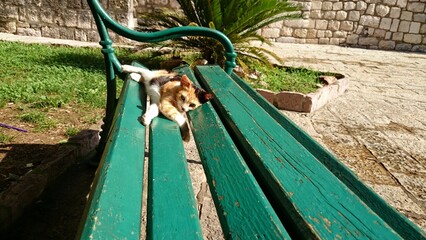 Orange and white kitten relaxing on a green park bench in the sun while looking into the camera