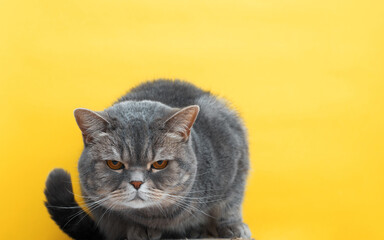 Fat British cat looking at tcamera with an angry look while sitting on yellow background. Upset,...