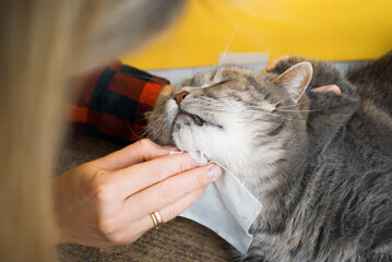 Close-up unrecognizable woman wipes disinfects cat mouth, pet care
