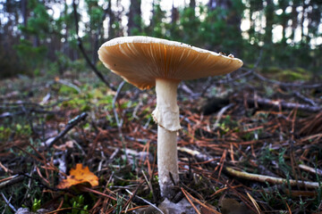 Colorful leaves of trees reflected in the surface of water in a park during autumn in Poland
