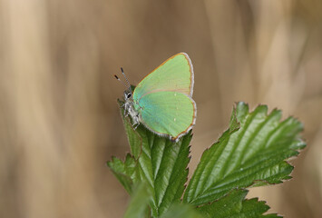 Grüner Zipfelfalter - Green hairstreak