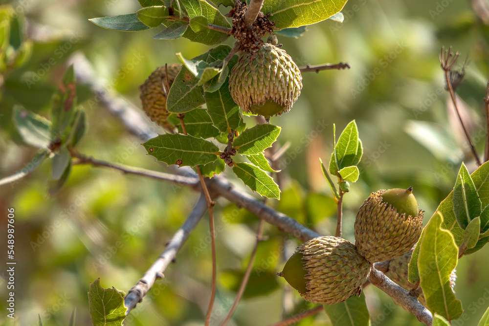 Wall mural branches of a tabor oak tree with mature acorns close-up between green foliage. israel