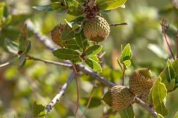 Branches of a Tabor oak tree with mature acorns close-up between green foliage. Israel