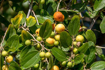 Ripening Ziziphus spina-christi Fruits among leaves close-up. Israel