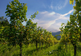 Fototapeta premium Landscape of vineyard, nature background