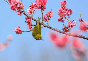 梅の花とメジロ