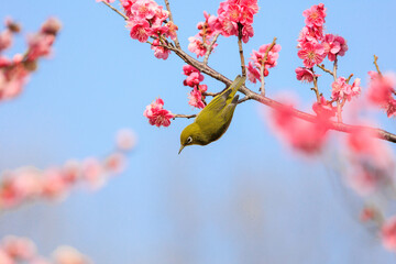 梅の花とメジロ