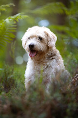 senior beagle bitch with long-haired buzzard mix, in the forest, among the vegetation. Look showing kindness and loyalty. adopts.