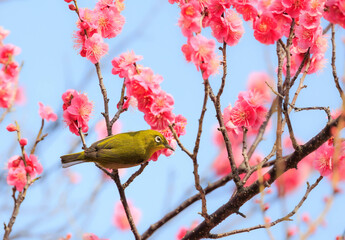 梅の花とメジロ