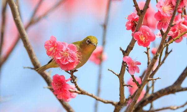 梅の花とメジロ
