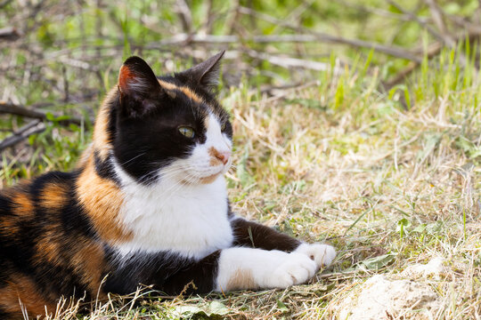 senior tricolour cat lying in the garden on sunny day