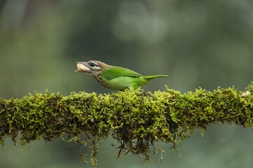 White-cheeked (small green) Barbet having fruits as food. Amazing photo  with good background. Best to watch when birds feed on their food

