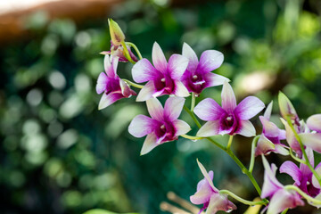 Beautiful lilac and white orchid flowers in a park full of vegetation such as flowers and plants of Xcaret in Mexico, is located in the Mayan Riviera, a place very visited by tourists.