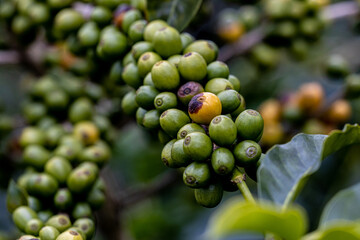Fungus in plants destroys coffee beans. Coffee beans are severely damaged. Disease, which causes...