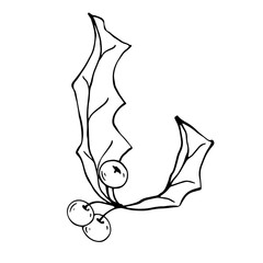 Obraz premium Botanical sketch of holi branches with berries and leaves.Traditional decoration for New Year and Christmas holidays.Vector graphic.