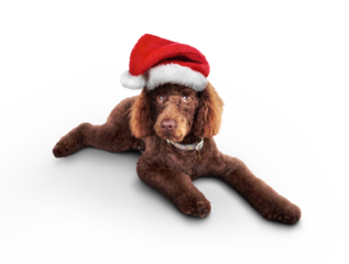 An adorable, cute, chocolate brown miniature poodle pedigree dog lying down while wearing a Christmas Santa hat isolated against a transparent background.