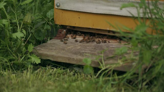 Busy active honeybees at entrance to wooden Langstroth hive