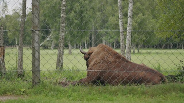 Near threatened species woodland bison in conservation enclosure 