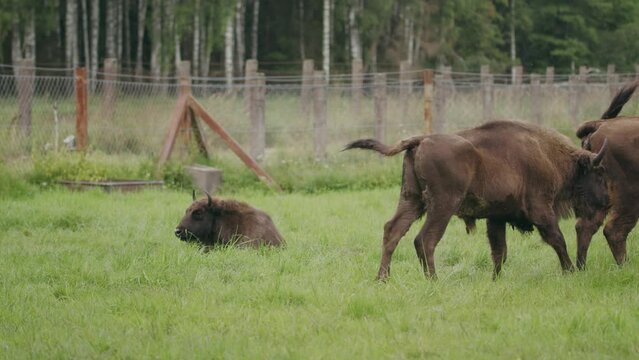 Bison wave tails to repel annoying flying bugs in woodland setting