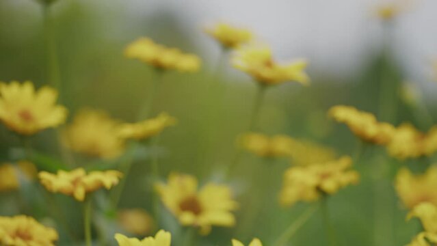 Close up of bright wild yellow daises in meadowland daytime focus rack