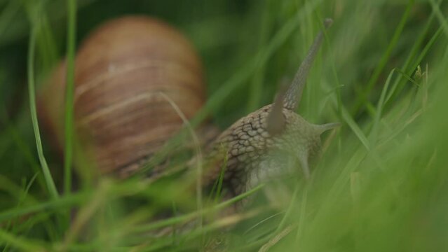 Beautiful nature as edible helix pomatia snail crawls in green grass