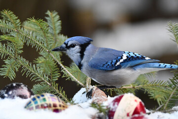 Christmas holiday photograph of a Blue Jay bird perched on a snow covered pine branch with Christmas decorations	

