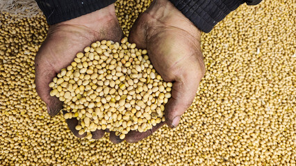 Soybean harvest. Grains of ripe raw soybeans. - 548994483