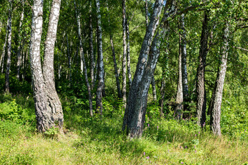 Birch grove and lush green grass in the undergrowth on a summer day