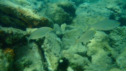 Naklejka na ściany i meble Salema porgy or dreamfish (Sarpa salpa) undersea, Aegean Sea, Greece, Thasos island