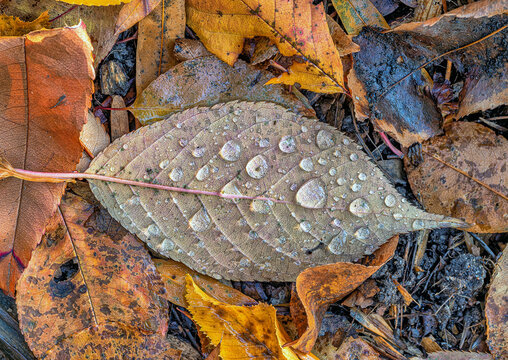 Autumn leaves in forest,water drops
