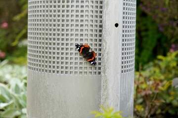 Red admiral butterfly on a metallic grey structure. - obrazy, fototapety, plakaty