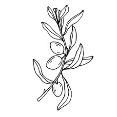 Botanical linear sketch of olive tree branch.Vector graphic.