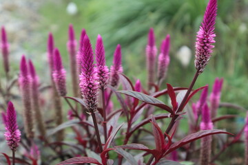 celosia argentea field in garden