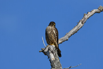 Merlin hawk sits perched in a dead tree against a bright blue sky hunting