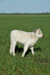 Obraz premium White Shorthorn calf , in Argentine countryside, La Pampa province, Patagonia, Argentina.