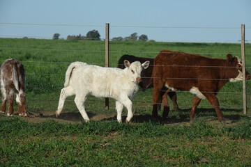White Shorthorn calf , in Argentine countryside, La Pampa province, Patagonia, Argentina.