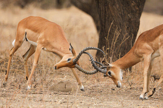 Different type of Gazelle species