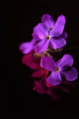 Naklejka na ściany i meble Tender purple flowers on dark black shiny table with reflection.