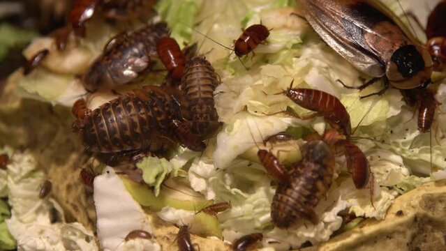 A group of cockroaches of different species big and small eat food. Domestic cockroach eats cabbage and bread in the kitchen. Family of insects. Harmful insect. Red cockroach set.