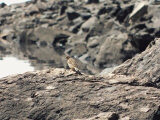 bird on the rock