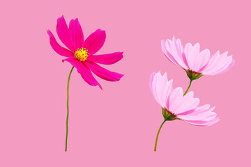 Obraz na płótnie Canvas Top view, Collection three cosmos flower violet and white color flower blossom blooming isolated on pink background for stock photo, houseplant, spring floral