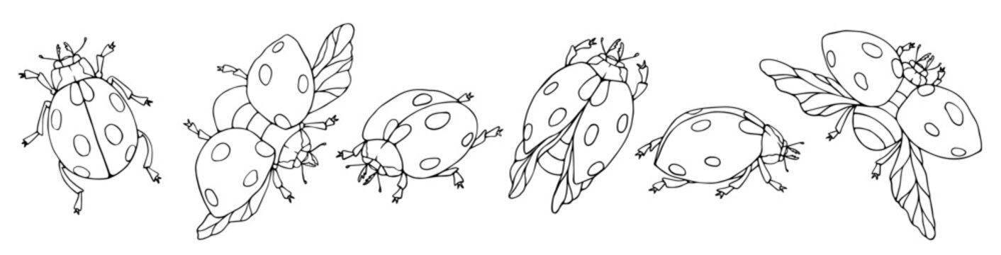 A set of sketches, coloring pages of ladybug winged insects.Vector graphics.