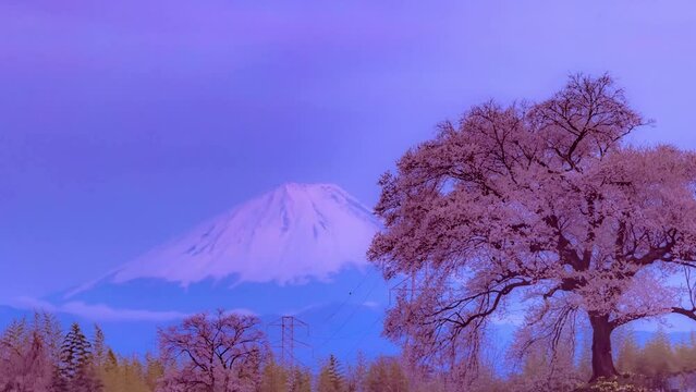 富士山と王仁塚桜_パン（タイムラプス）