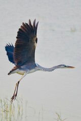heron