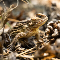 Face of Horned Lizard with tiny scales