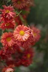 Obraz premium Photo of bright chrysanthemum flowers.