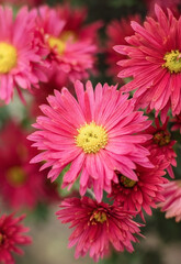 Photo of bright chrysanthemum flowers.