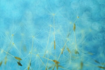 Heap of fluffy dandelion flower seeds on blue shiny background