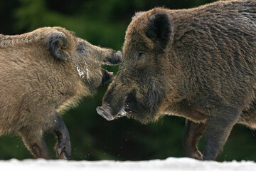 Wild boars angry with each other